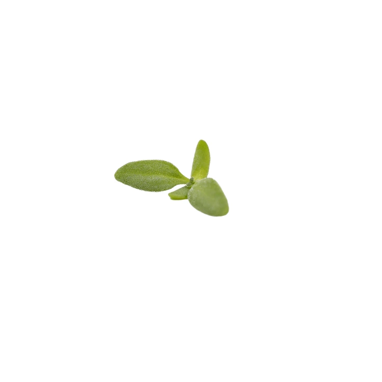 microcress ficoide glaciale.webp