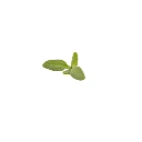 microcress ficoide glaciale.webp
