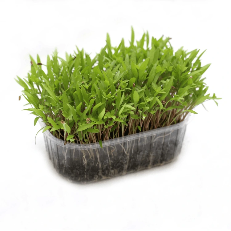 liveche microgreen francaise.webp