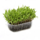 liveche microgreen francaise.webp