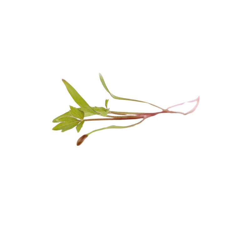 liveche micro-pousse.webp
