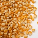 graines de mais pour micropousse microgreen.webp