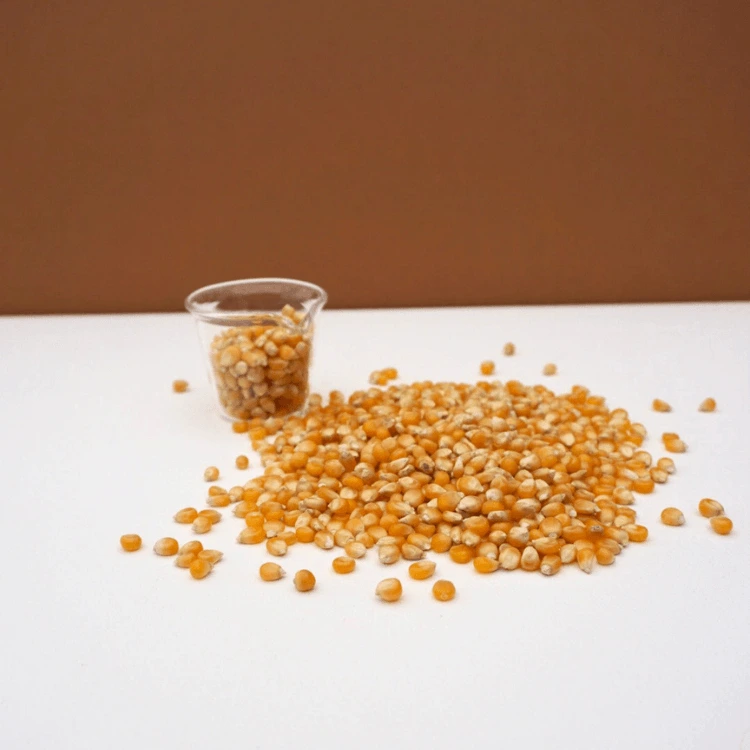 microseed graines de mais colettte.webp