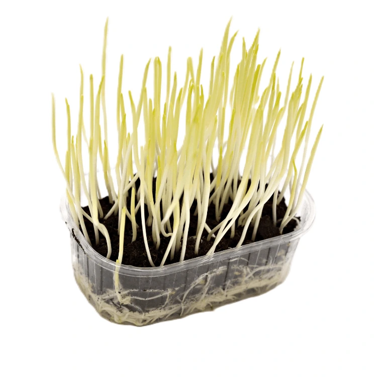 mais micro green.webp