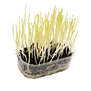 mais micro green.webp