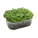 Micropousse de melisse.webp