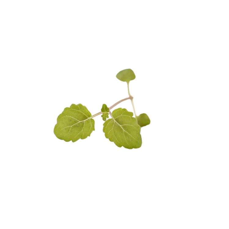 microgreen melisse.webp