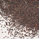 mizuna verte microseed.webp