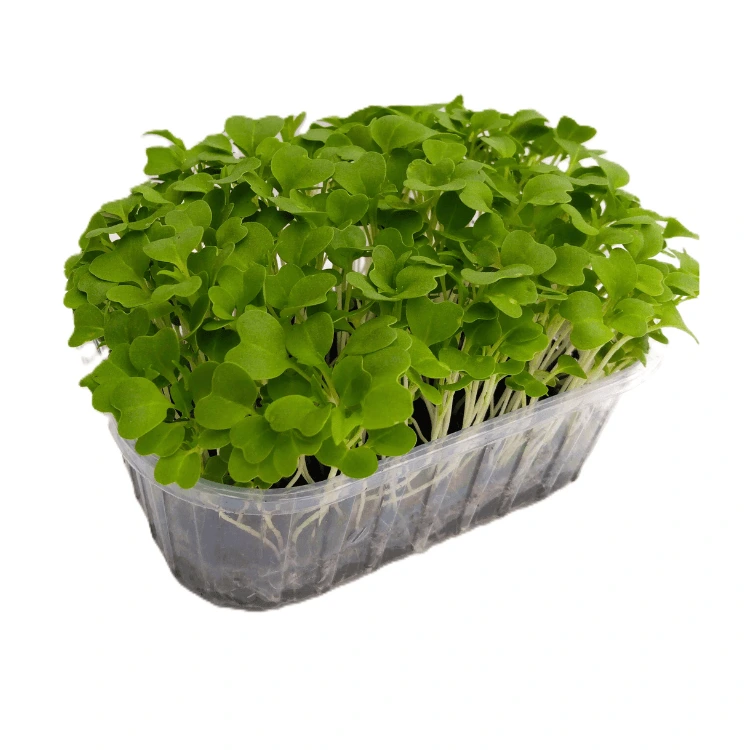 micro pousse mizuna verte cress.webp