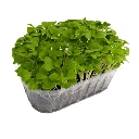 micro pousse mizuna verte cress.webp