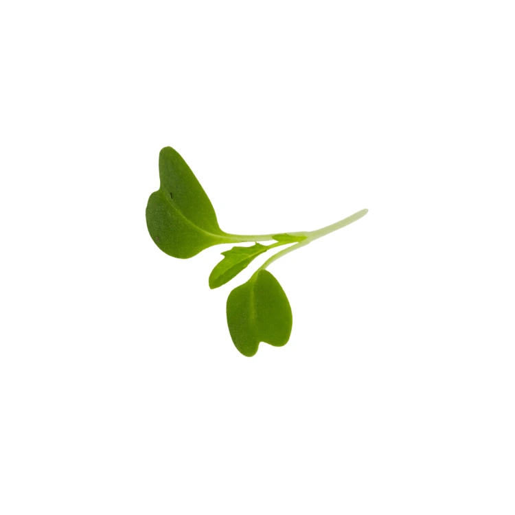 cress mizuna verte seed.webp