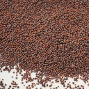 graine mizuna rouge micro cress colette.webp