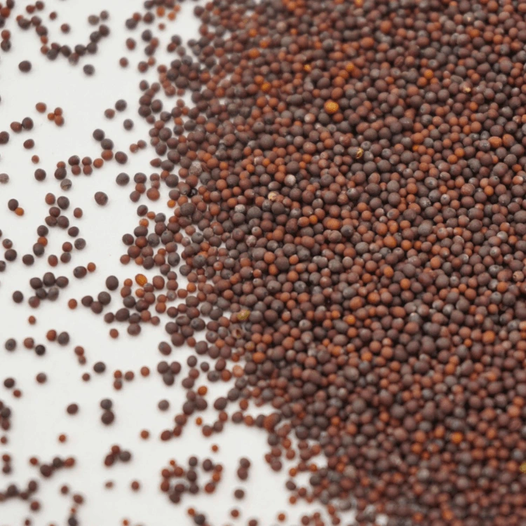 cress colette graines mizuna rouge.webp