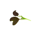 micro pousse mizuna rouge colette.webp