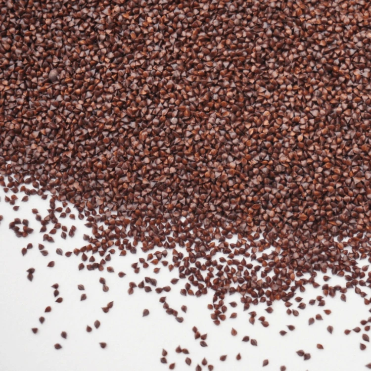 Oseille graines micro cress.webp
