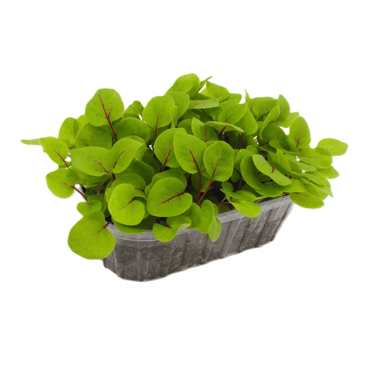 Micropousse graine oseille.webp