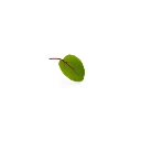 Graines pour micro pousse colette graines.webp