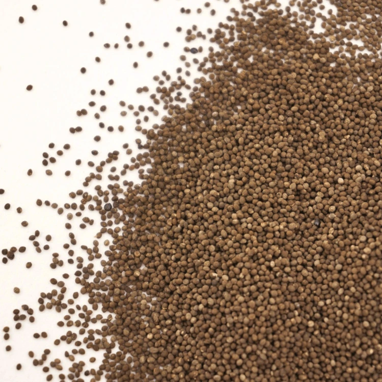 microseed oxalis graines.webp