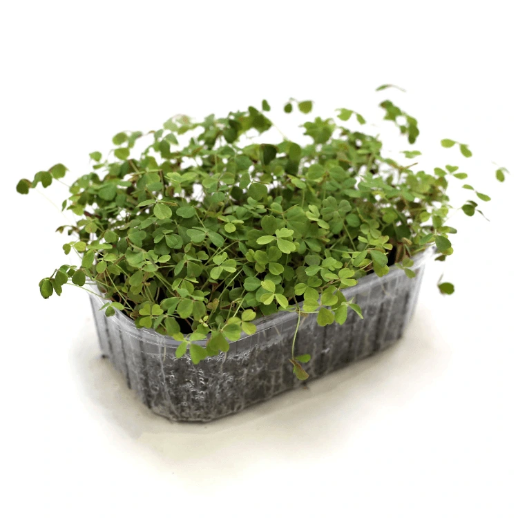 graines de micropousses pour oxalis.webp