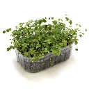 graines de micropousses pour oxalis.webp