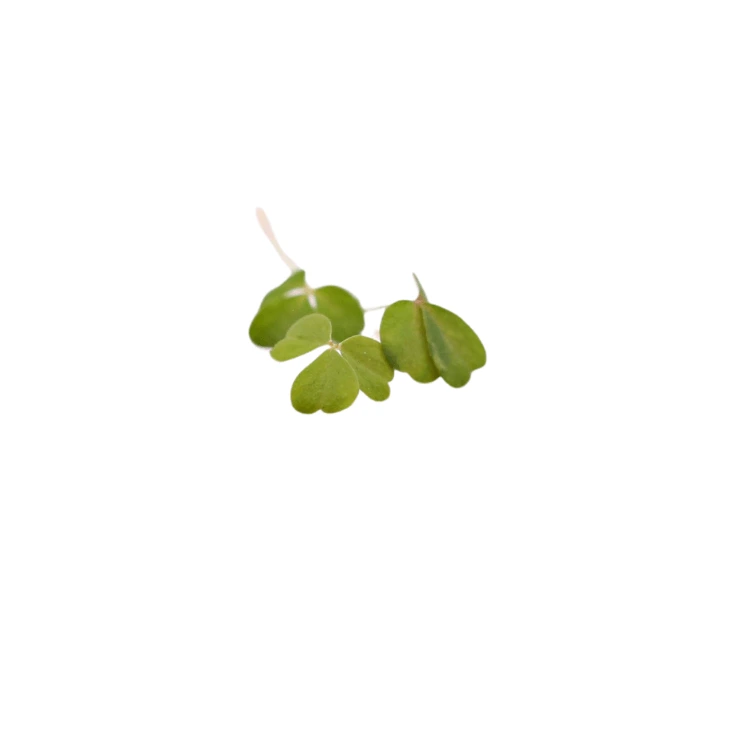 graines micropousse oxalis cress.webp