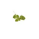 graines micropousse oxalis cress.webp