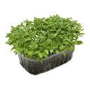 micro pousse persil cress.webp