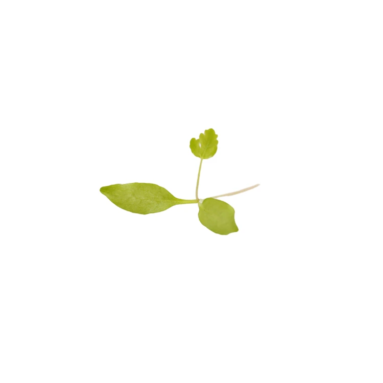 microgreen persil.webp