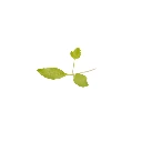 microgreen persil.webp