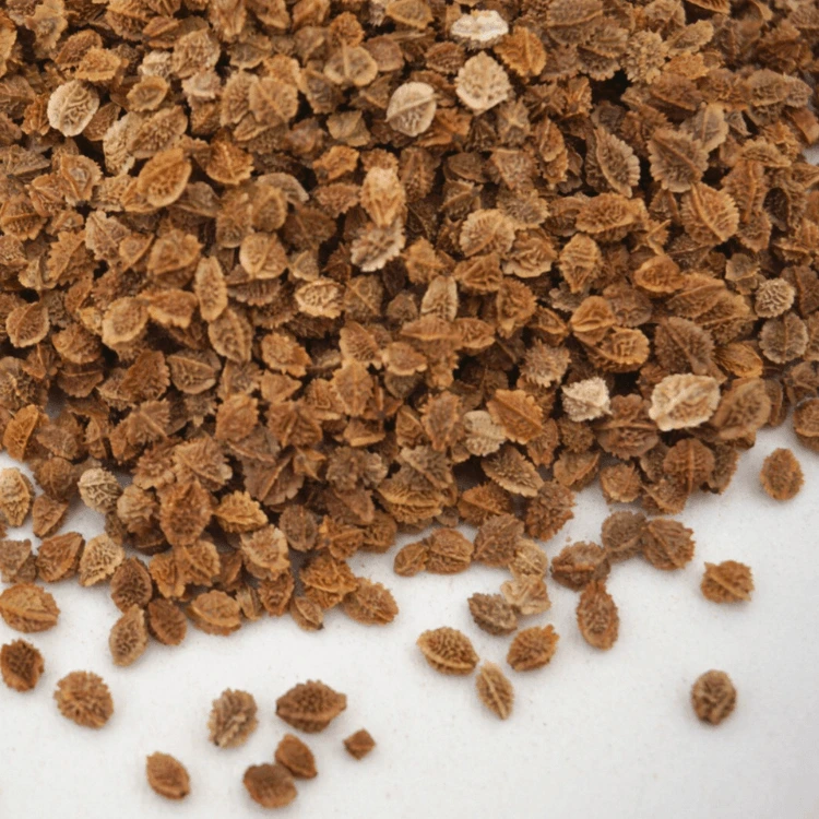 pimprenelle graine microseed.webp