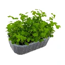 micropousse de pimprenelle cress.webp