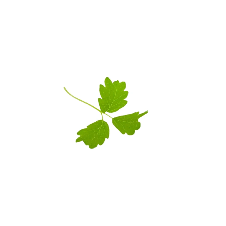 cress microgreeen pimprenelle.webp