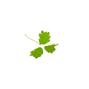 cress microgreeen pimprenelle.webp