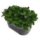 pois vert non vrillé graine micropousse.webp