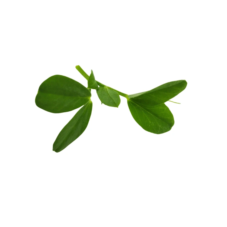 micropousse seed pois vert non vrillé.webp