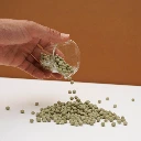 micropousse de pois vert vrilléa.webp