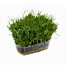 graines de pois vrillé micrgreen.webp