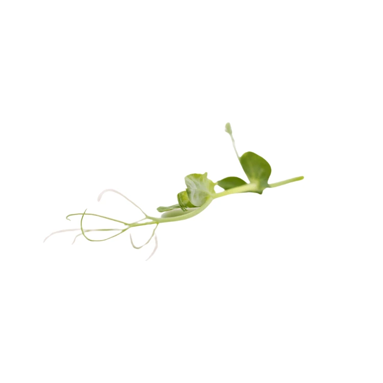 pois vrillé colette graies microgreen.webp