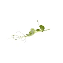 pois vrillé colette graies microgreen.webp