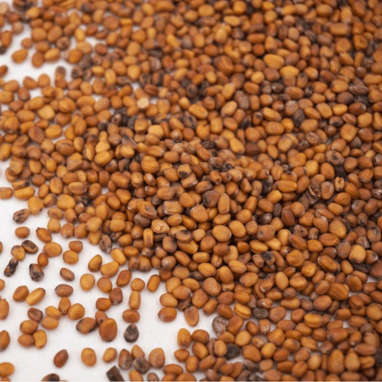 radis pourpre microgreen coletyte.webp