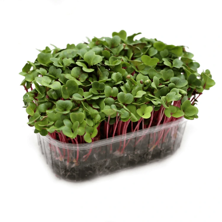 radis rose micro green.webp