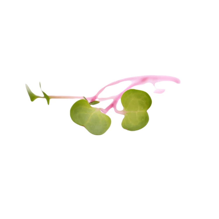 micro cress radis rose colette.webp