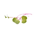 micro cress radis rose colette.webp