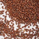 graines de miucro pousse radis daikon france.webp