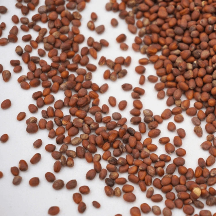 graine micro pousse micro green radis daikon.webp