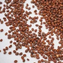 graine micro pousse micro green radis daikon.webp