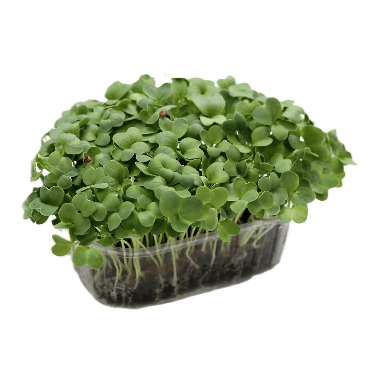 radis daikon micro cress france.webp