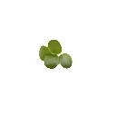 micro pousse radis daikon.webp