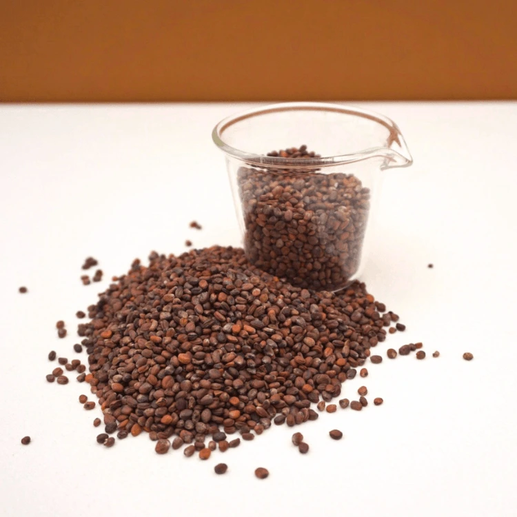 micro pousse radis pourpre france.webp