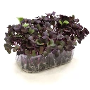 radis pourpre microgeen.webp